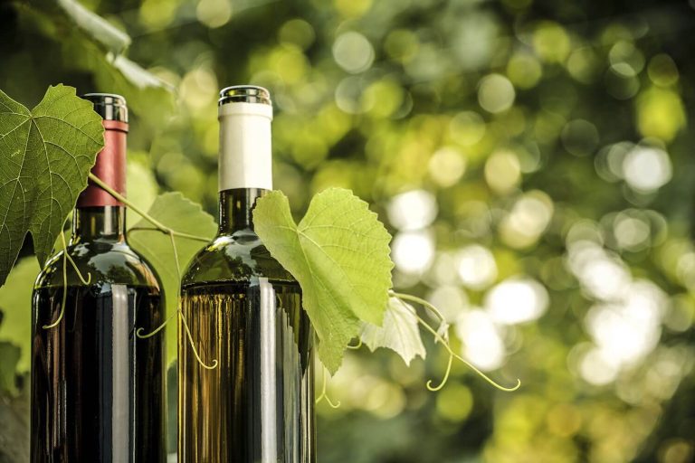 vini-biologici e biodinamici
